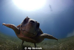Taken with 10,5 mm with 2 Sea&Sea YS 110 strobe @ Antalya... by Alp Baranok 